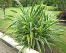 Veitch's screwpine